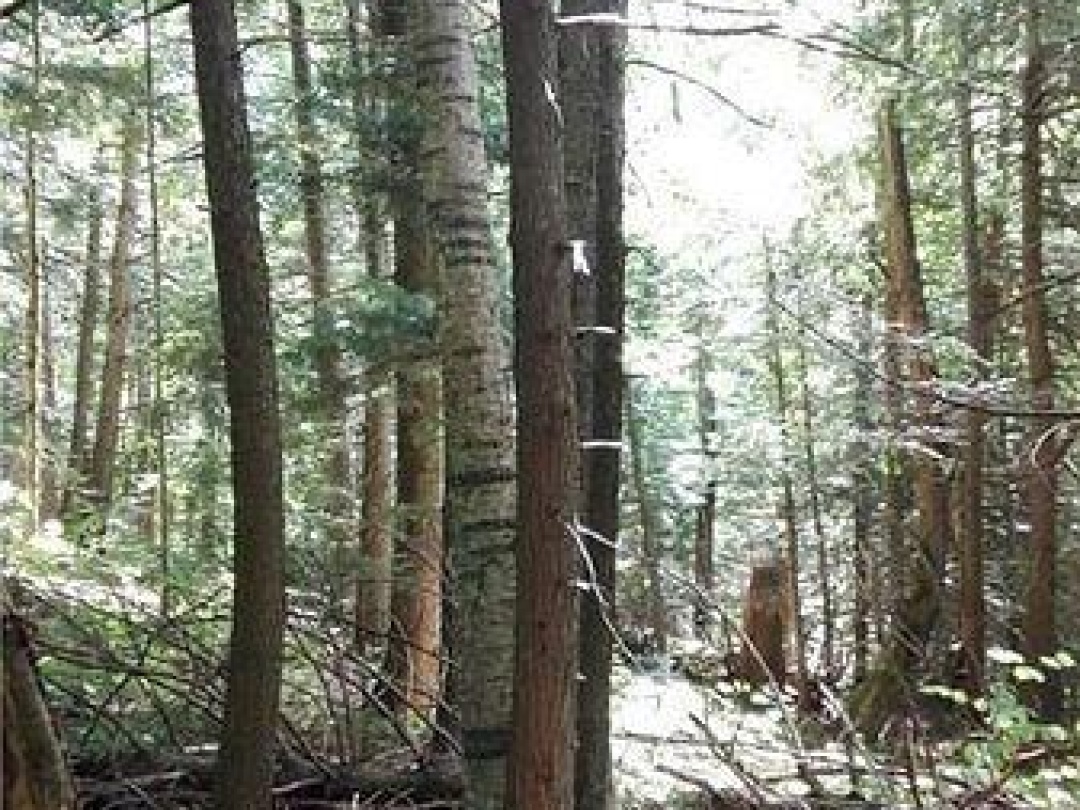 0A Healey Lake Road, Bracebridge (Macaulay)