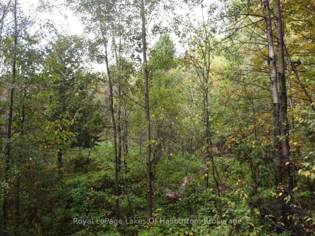 Lot 67 Chelsea Lane, Maple Lake