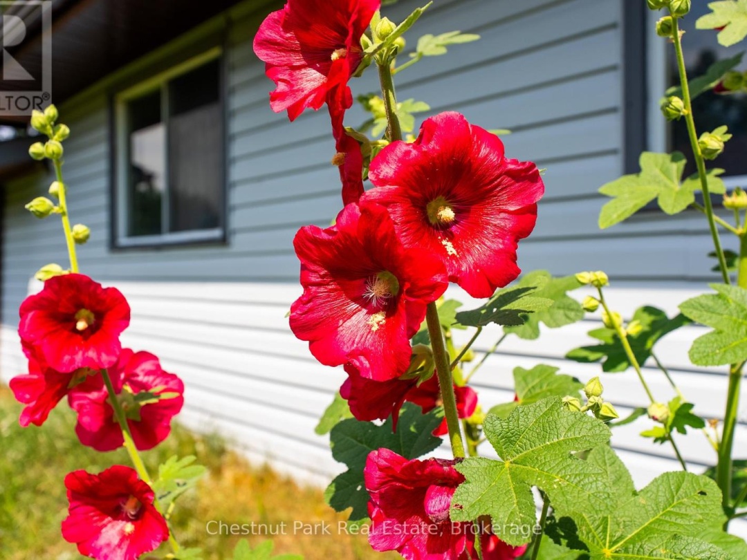 8 DANDELION LANE, 