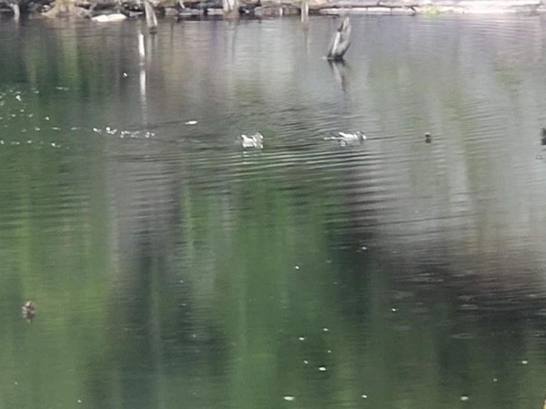 LOT 32 CONCESSION 5, Round Pond