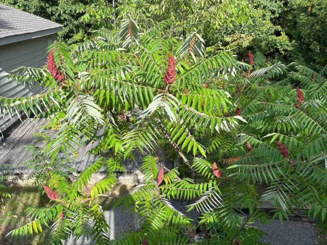 1169 NORTH KAHSHE LAKE ROAD, 