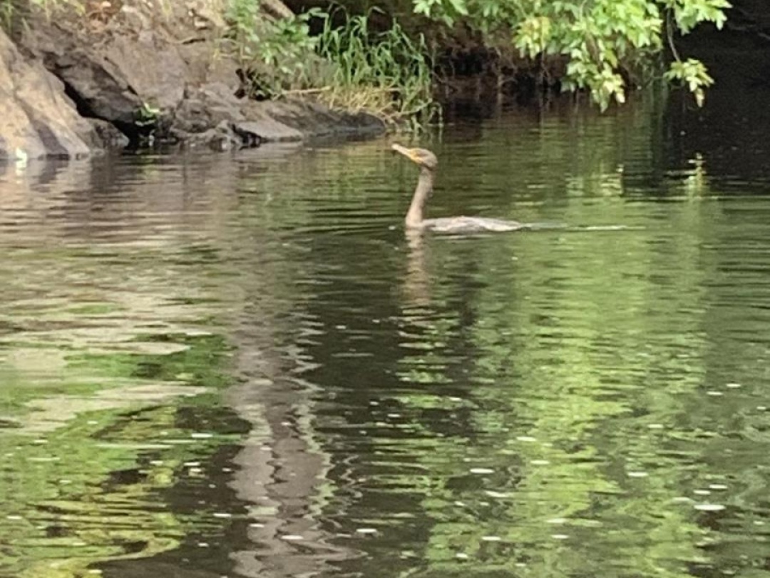 1517 SOUTHWOOD ROAD,