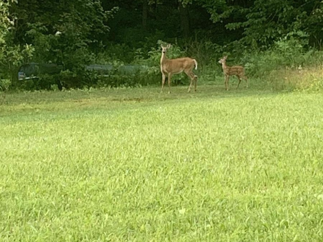 1517 SOUTHWOOD ROAD,