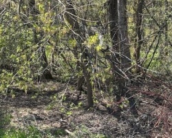 Property for Sale on 153 COURTLAND Street, Ramara Township
