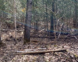 Cottage for Sale on Maple Lake