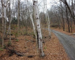 Property for Sale on 0 Basshaunt Lake Road, Dysart et al (Guilford)